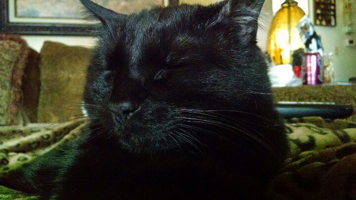 TheSeventhBrat's tweet photo. I really need to get up but... #donotdisturbthecat. https://t.co/hsI5VBf7wQ