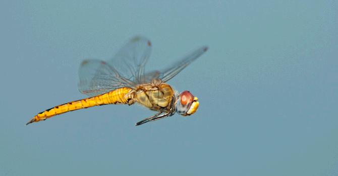 Discovery's tweet image. A tiny dragonfly as just broken the world record for long distance insect flight &amp;gt;&amp;gt; bit.ly/1QusqNV