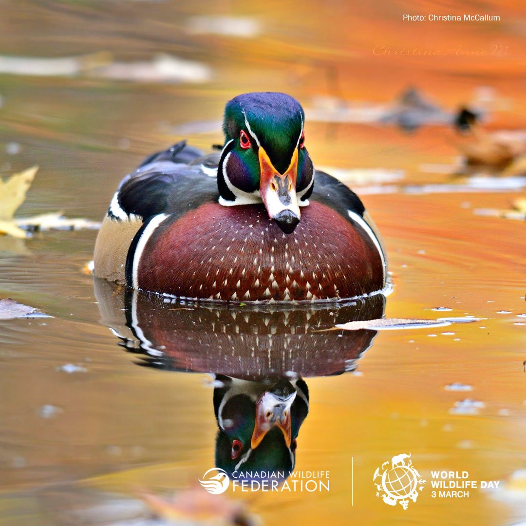 CWF_FCF's tweet photo. 140,000 species call @Canada home. World Wildlife Day is our reminder to protect every one. #WWD2016 https://t.co/pWLKsjb1LO