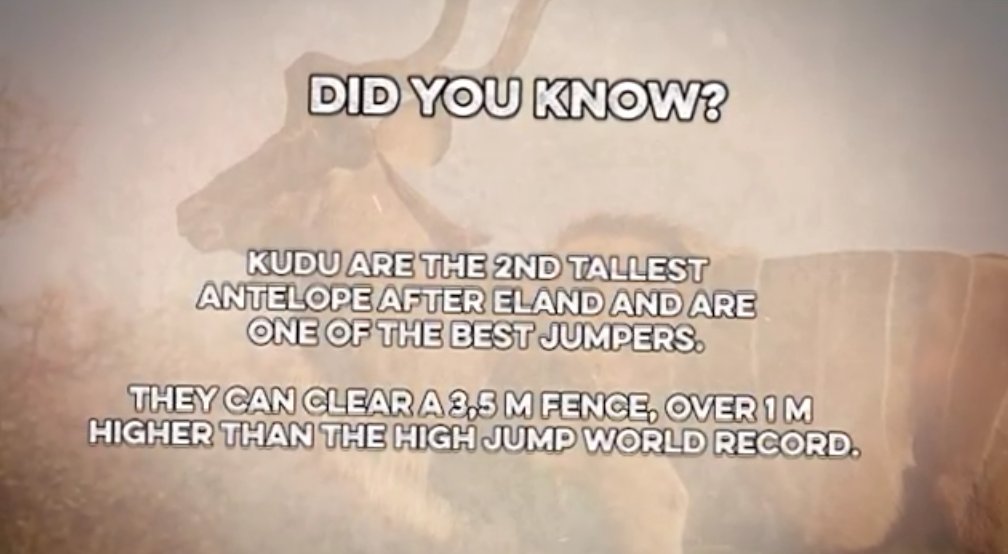 5050TV's tweet image. #DidYouKnow although the kudu isn't the tallest, it is the highest jumper? #Need2Know @SABC_2