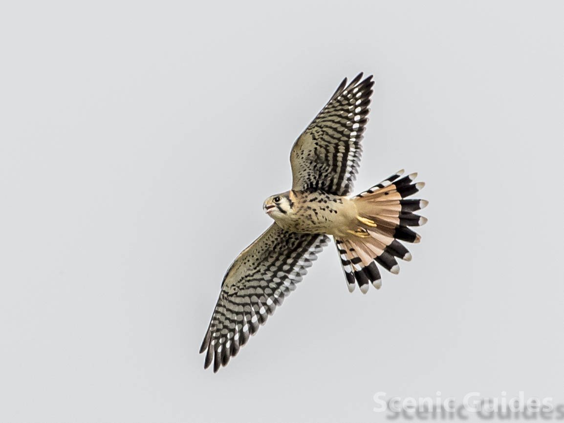 ScenicGuides's tweet photo. An American Kestrel seeking prey on an unusually cloudy Colorado day #bird #birdwatching https://t.co/PFby2RfwaB