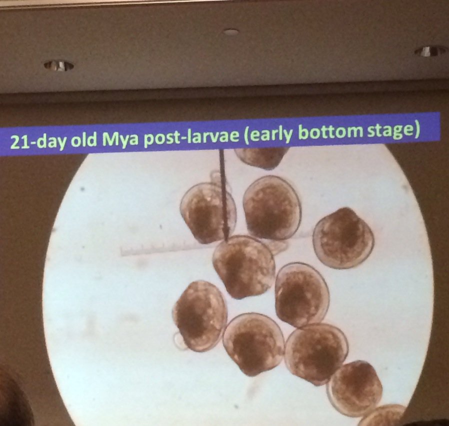 #MEfishforum16 highlight 1: baby clams, doin' their thing.
