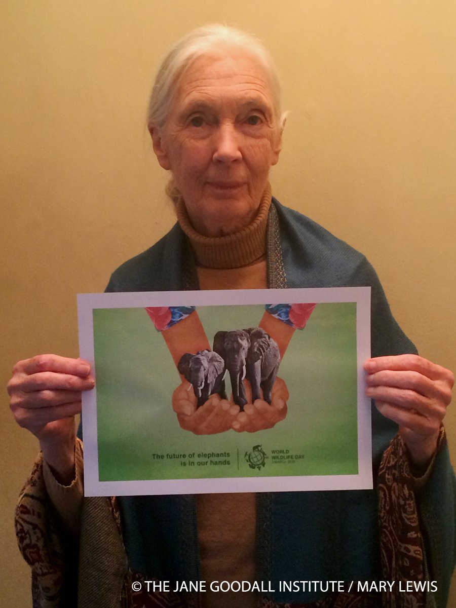 JaneGoodallInst's tweet photo. "Elephants need champions." - Dr. #JaneGoodall #WorldWildlifeDay #InOurHands https://t.co/aj0aVmVwu5