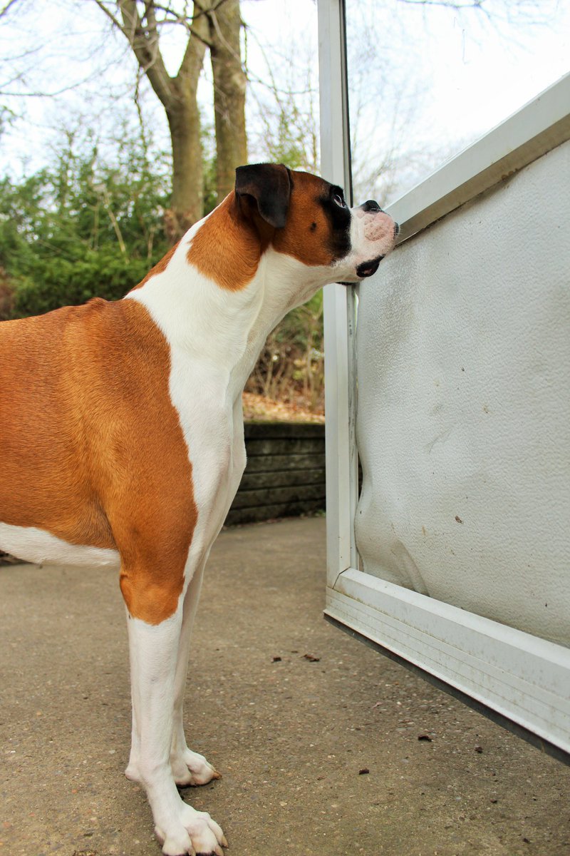 doggiemadness's tweet image. In or out? #dogdecisions #dogsoftwitter #boxerdog #dogs