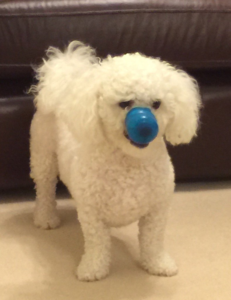 My little fluffy ball nutter. He is so funny.