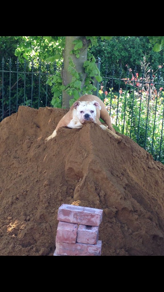 hoskinsbulldog's tweet photo. Just sorting out the sand for Dad on site #builderdog #dogsoftwitter https://t.co/o672hbpJ5D
