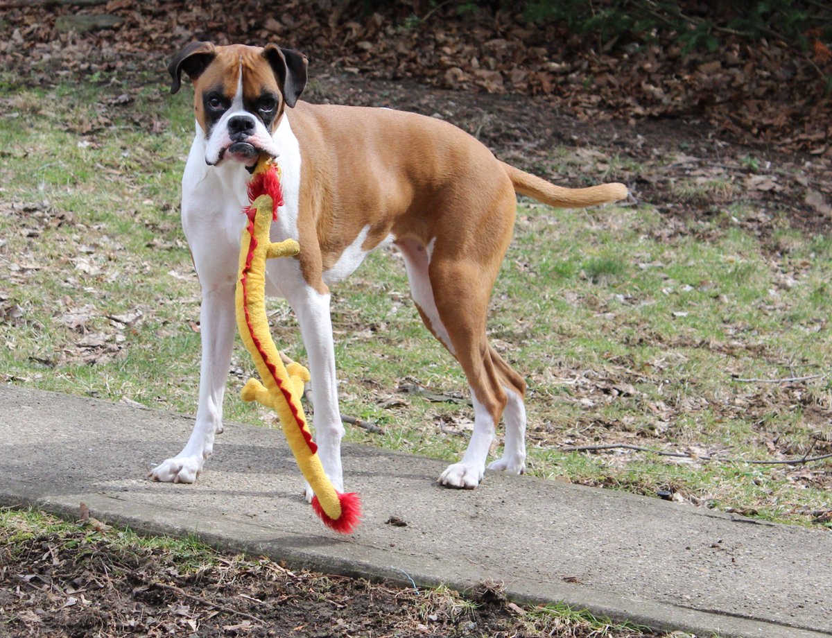 doggiemadness's tweet image. I chose out but with a sacrifice, woof! #dogdecisions #boxerdog #dogs #doggiedogmadness #dogsoftwitter