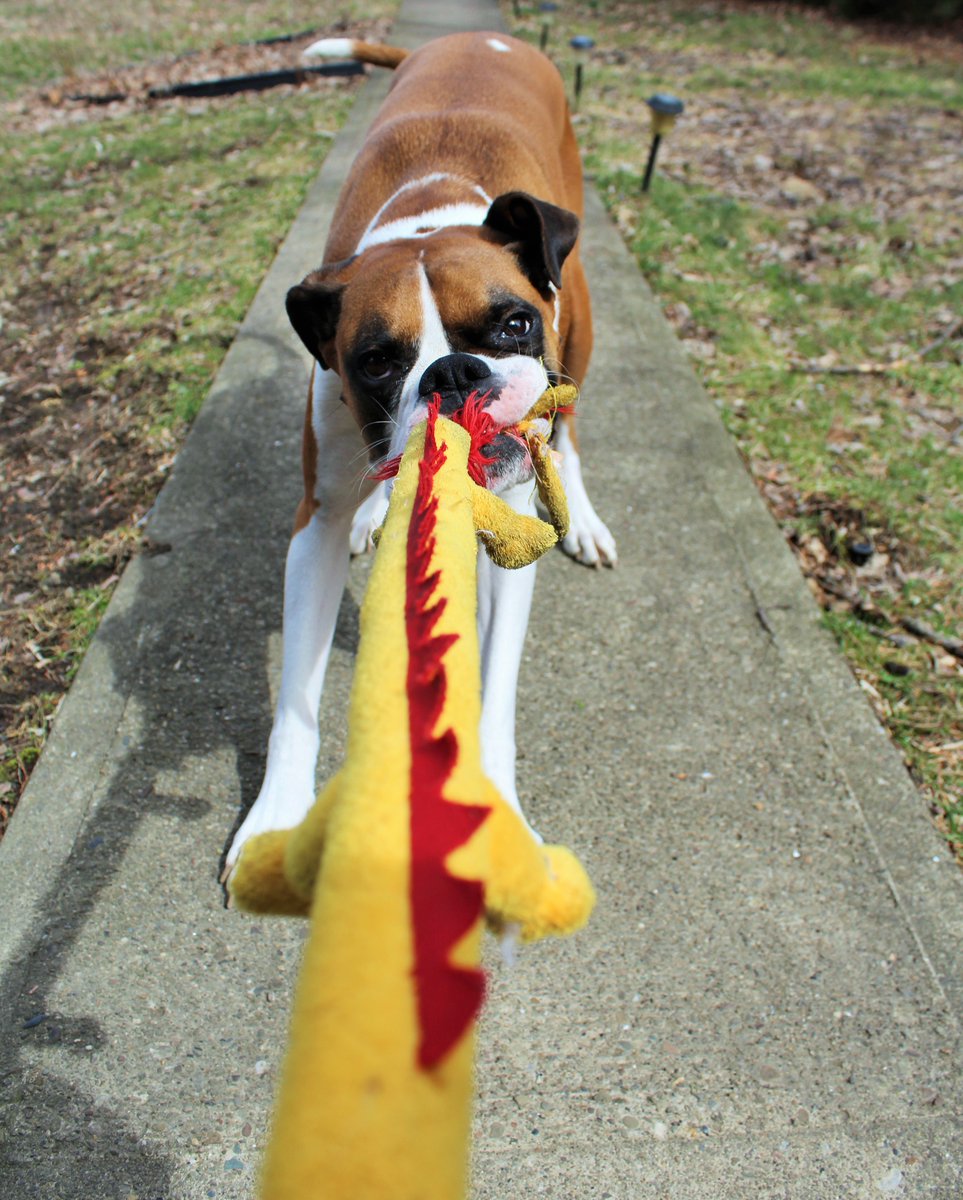 doggiemadness's tweet image. I chose out but with a sacrifice, woof! #dogdecisions #boxerdog #dogs #doggiedogmadness #dogsoftwitter