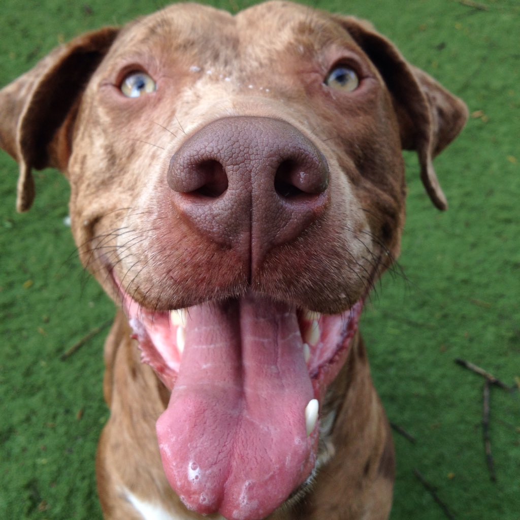StayPetHotel's tweet photo. #StayDogsSay "What rain? Don't worry about that - just keep petting me!" - Cache https://t.co/8A70QfQvCP