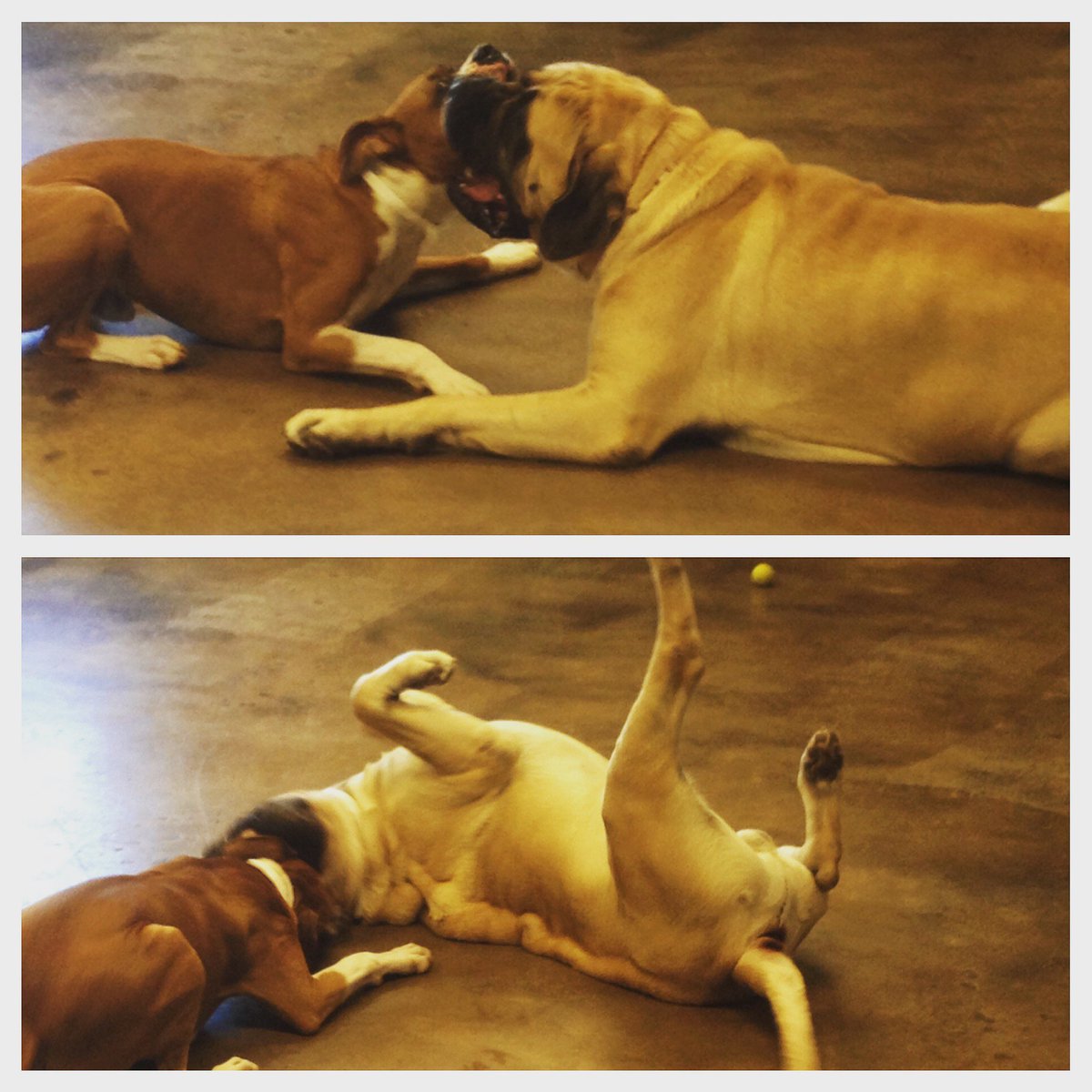 muttypawsinc's tweet photo. This rain sure isn't keeping Mayor and Big Al down- they're busy having fun @ day camp! #muttypawsinc #dogsoftwitter https://t.co/CCly5KpfeI