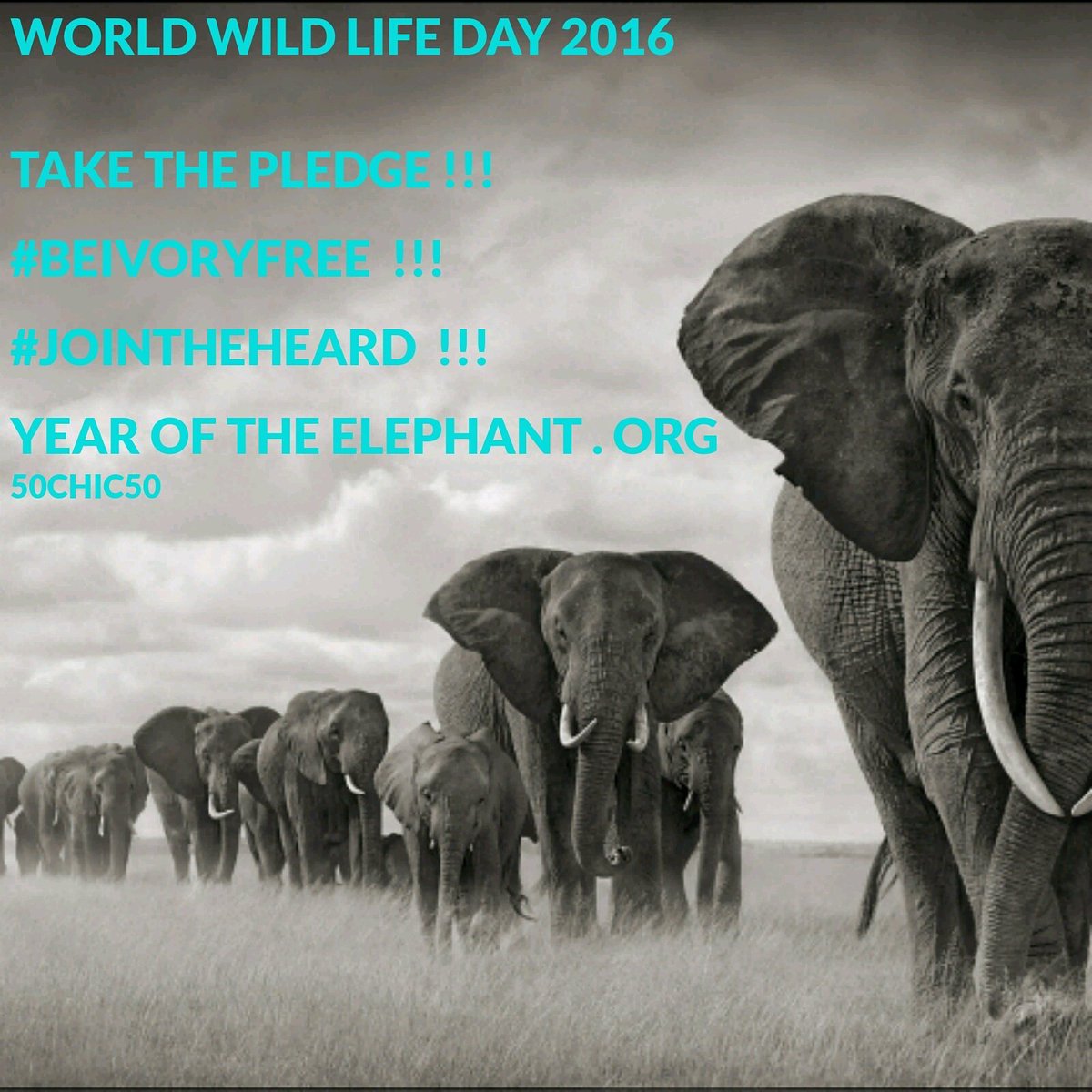 50chic50's tweet photo. #lionwhisperersa #worldwildlifeday #jointheherd
#yearoftheelephant
#beivoryfree
#savehabitat #rhinosaverz https://t.co/zBfMFmpz8g