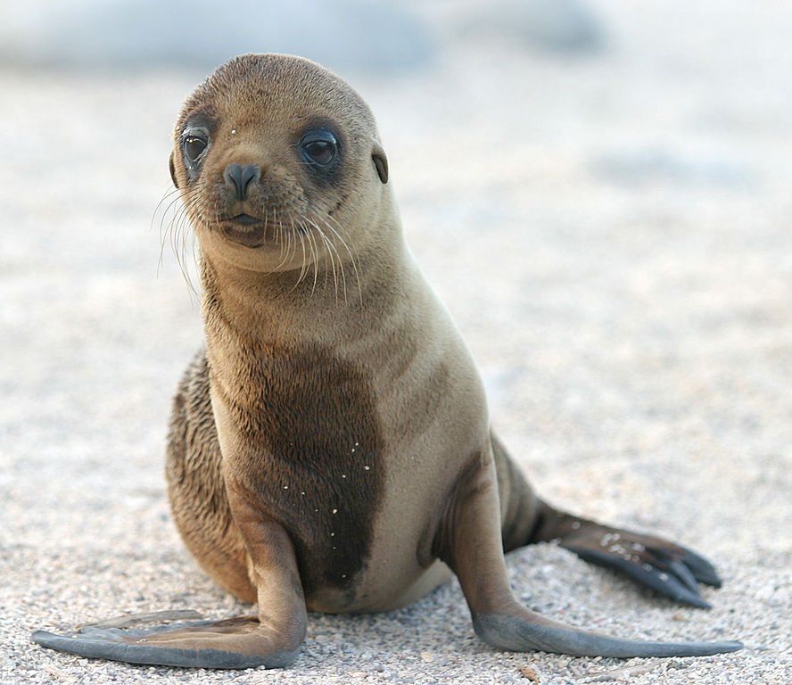Blue_Frontier's tweet photo. Food limitation of #sealion pups and the decline of forage off #California https://t.co/zxnm2mWTum #freepaperfriday https://t.co/s9JsCgCS7z