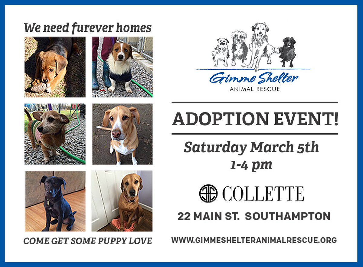 Collettenyc's tweet photo. #Adopt a #dog!  This #weekend in #Southampton #NewYork #doglovers https://t.co/PkVcbuc4lE