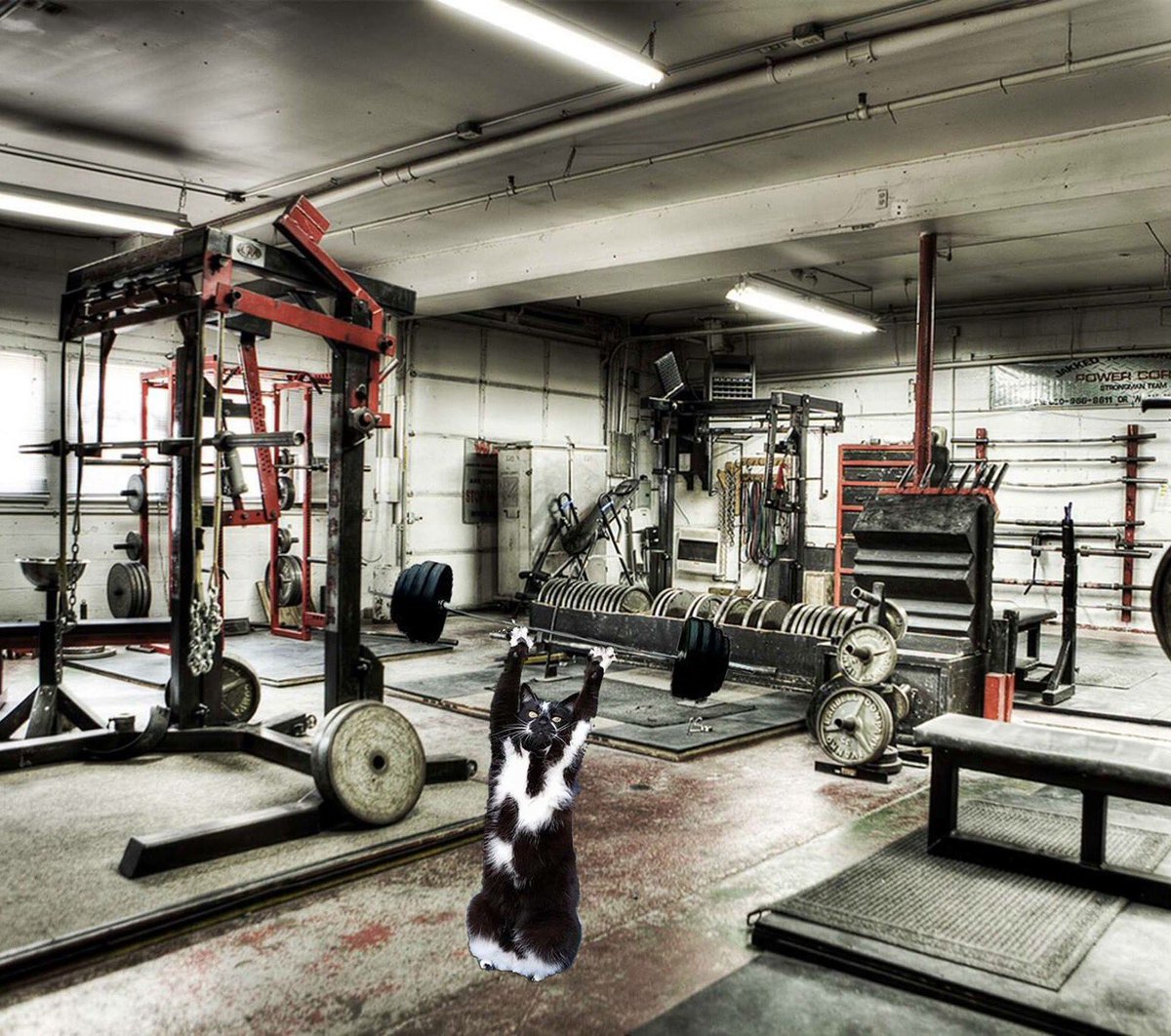 goalkitty's tweet photo. Thanks @EDKInnovations do you even lift bro? #goalkitty #fitnessgoals https://t.co/Blg2IUT4DP