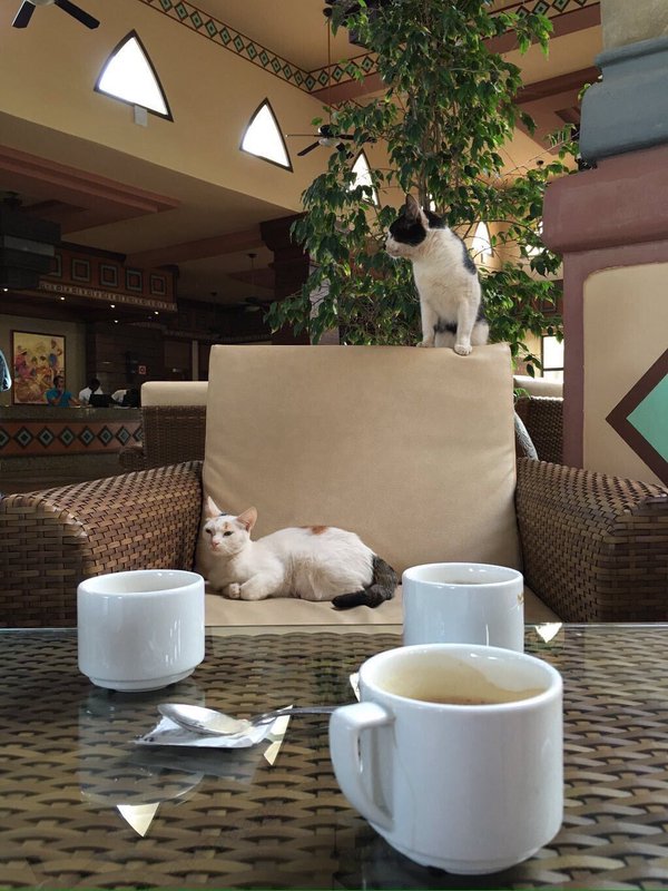 CatsLoveSpace's tweet image. i was just having a cup of tea and these cats came and sat with me, think I've made some friends! :-)