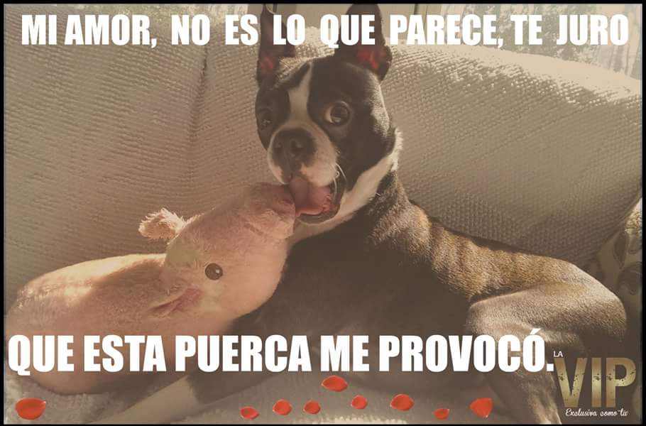 Revista_LaVIP's tweet photo. Él solo se dejó querer ;)
#RevistaLaVIP #HumorVIP #AmamosLoQueHacemos #ExclusivaComoTu https://t.co/dRPFHz9Zkf