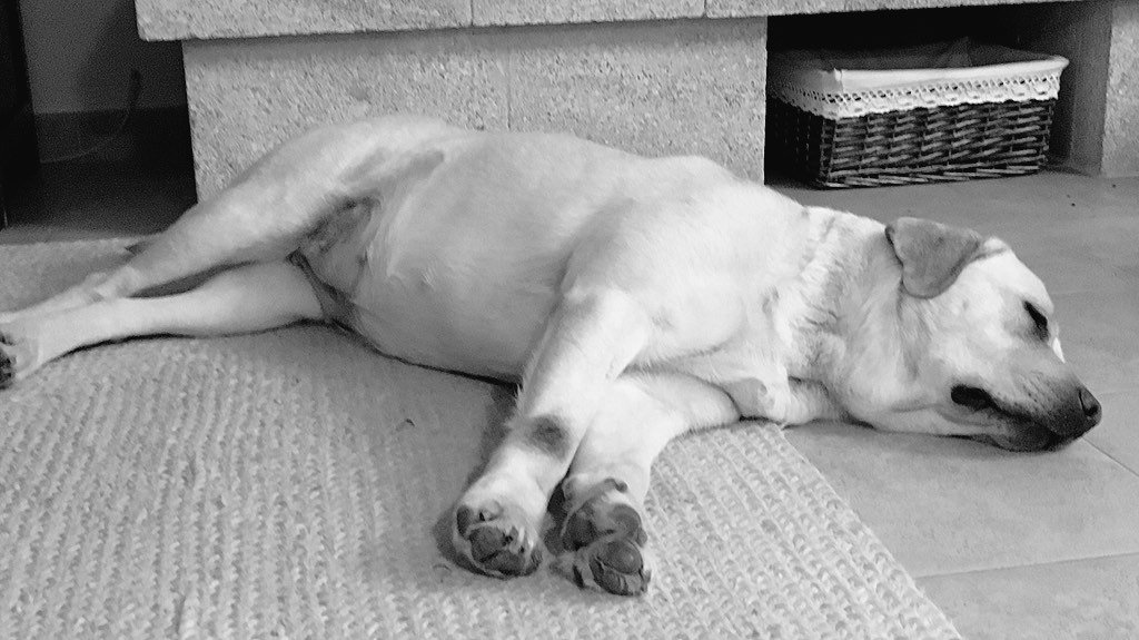 BolskanLAB's tweet photo. #BimbaMamá #Cachorros #CamadaBolskan #YaSeNotaLaTripota #labradorretriever #Huesca #puppies https://t.co/txleJKjK6D https://t.co/r2TYofd2OL