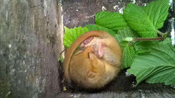 nationaltrust's tweet photo. With your help we can protect these dormice that are in need of a new home: https://t.co/CZkvocewPG https://t.co/B6rfL80Odt