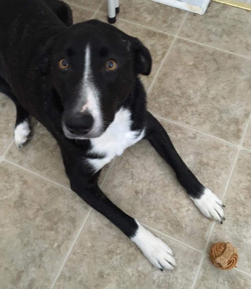 PieceOCake11's tweet photo. Waiting for the OK @SPCAAR #pupcakes #nationalcupcakeday https://t.co/zSREdaOkN3