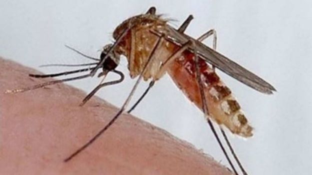 nmas's tweet photo. Otra especie de mosquito podría transmitir zika: Investigadores brasileños
 https://t.co/sFP9XG1EdZ https://t.co/tzpnVehVd4