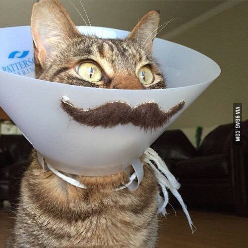 youcantgetbored's tweet photo. A sick cat is not funny, let's add a mustache.
 #9GAG #mustachecat
 @9GAGmobile https://t.co/rIoFvSe8Ij