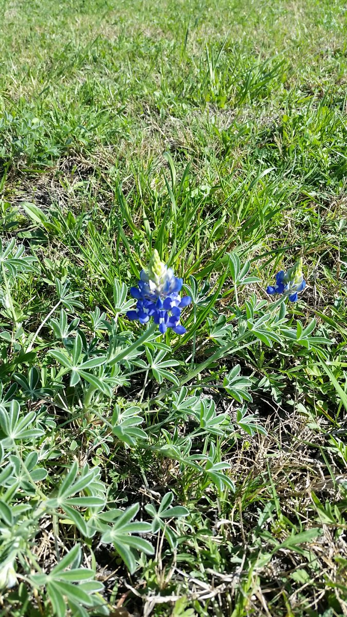 KylePARD's tweet photo. It may be small and lonely right now,but this is a sign of great things coming soon to Lake Kyle's Wildflower Meadow https://t.co/i0wWp3jghU