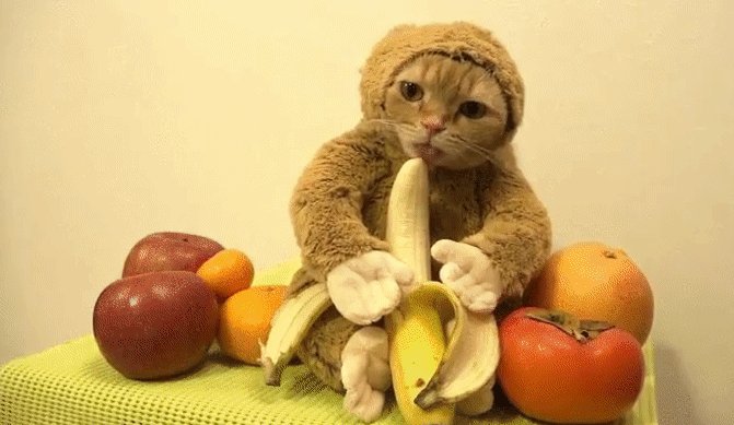 tadgear's tweet photo. a #shagmaster and a #banana thats' all we ask... https://t.co/M89S8SuAwc https://t.co/vjCbbmhBab