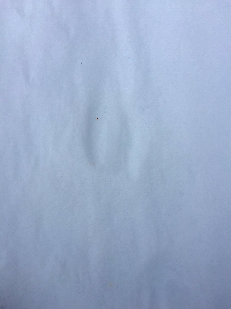 wreadon's tweet photo. Wonder if folks will believe my report about white tail deer trax heading south on East Channel #FlatLighting https://t.co/YPxcQkTlgi