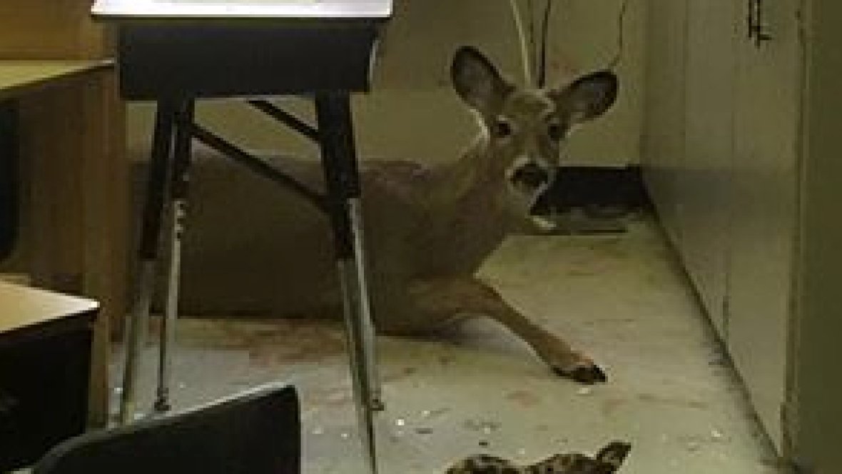 CBCNews's tweet photo. Deer jumps through a school window in Saskatchewan https://t.co/kb8CWMMif6 https://t.co/3amNOdsjSP
