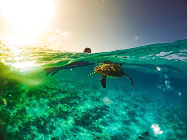 SeaLifeProject's tweet photo. Heading off into the Sunset ! 🌅🐢 #Grenadines #svg #unionisland #tobagocays #jtprocenter #i… https://t.co/5wn79cBvnx https://t.co/5dlyhjHELH