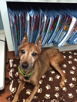 susiesseniors's tweet photo. #BOSTON, #MA: Remember 12y/o Bruschi? He's still looking for #love! It's his 2nd time on SSD https://t.co/LhOu9S357Z https://t.co/46wjqxP4ti