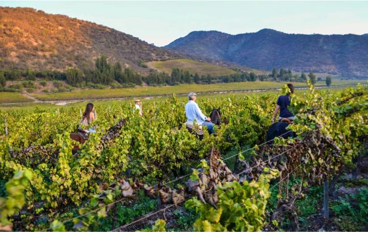 El caballo nos brinda la oportunidad de alejarnos de la civilización disfrutar en parajes #Maipo #Chile #enoturismo