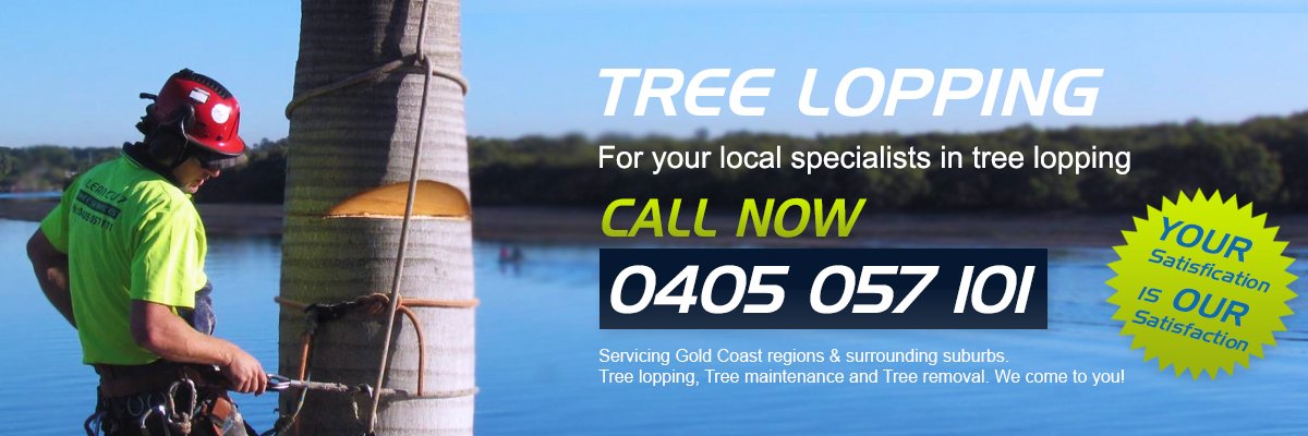 clean cut tree services gold coast