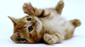 mfraven7's tweet photo. I think we all need some kittens right now. #GOPDebate #Pain #HelpUsBernie #debatewithbernie https://t.co/ot1xnFCLlf