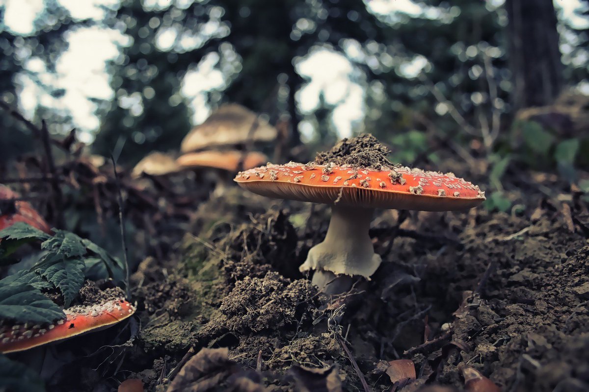 Botanic Gardens SA tweet media