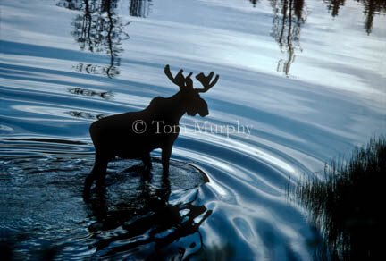 tmurphywild's tweet photo. Order prints of this &amp; other wildlife &amp; landscape photos at https://t.co/lZSvW5MHQp #wildlifephotography #nature https://t.co/YHyDCmITqT