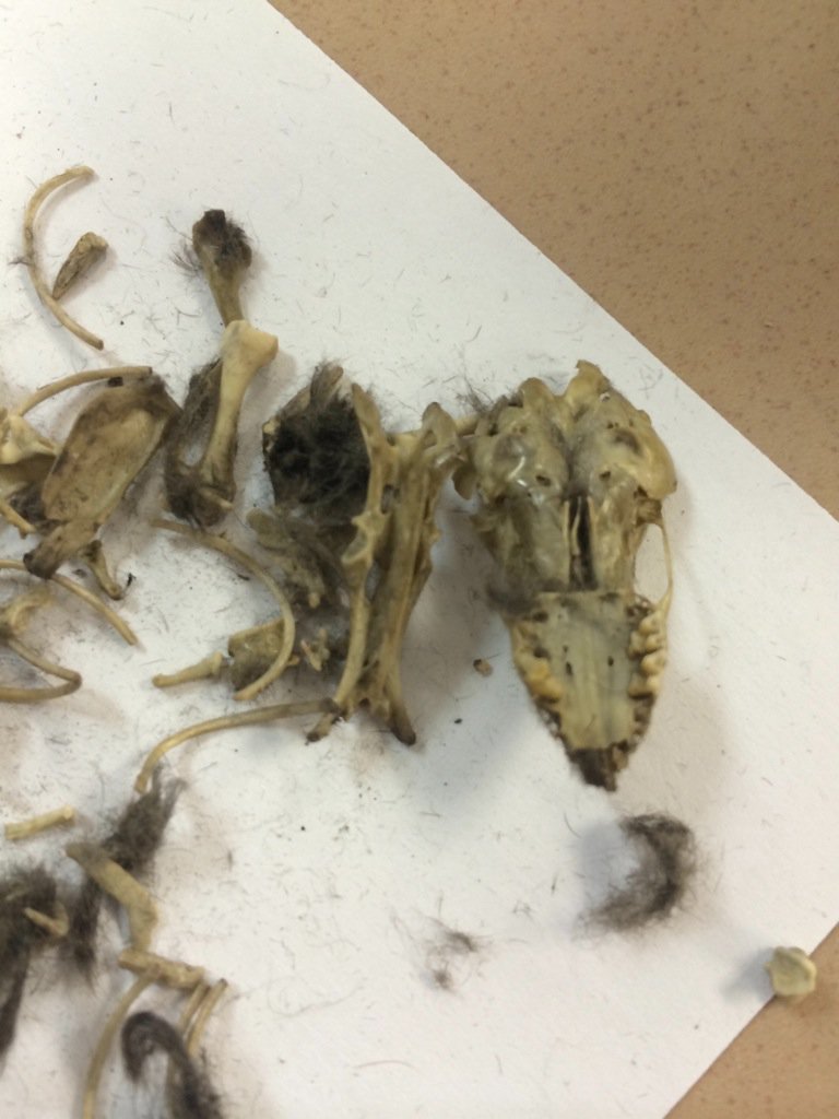 Owl pellet dissection #collsteam
