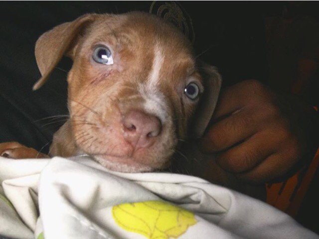 23mmperez's tweet photo. Meet my son Canelo 😇 #rednosepitt https://t.co/dufWrO1lBu