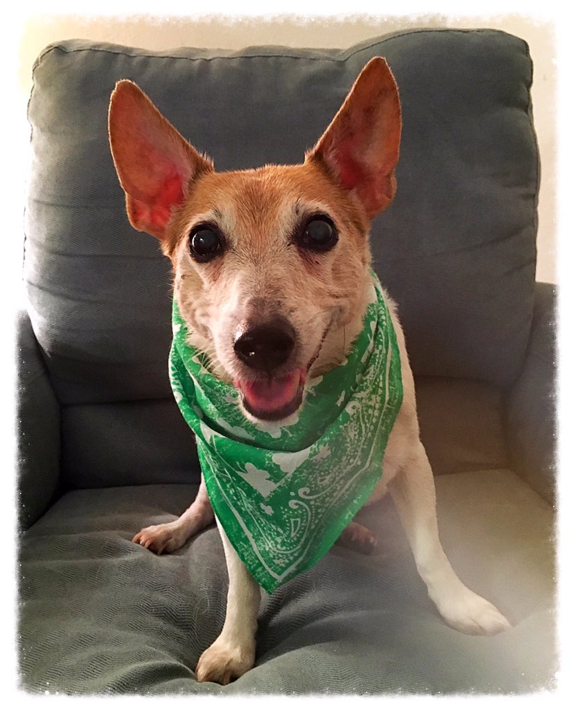 WendyMichelleC's tweet photo. My little guy is 14 today! Happy birthday #JakeSmurf #JackRussell #JRT #TeethKisses #SweetPickle ๐พ๐พโค๏ธ https://t.co/DVqYHphR7t