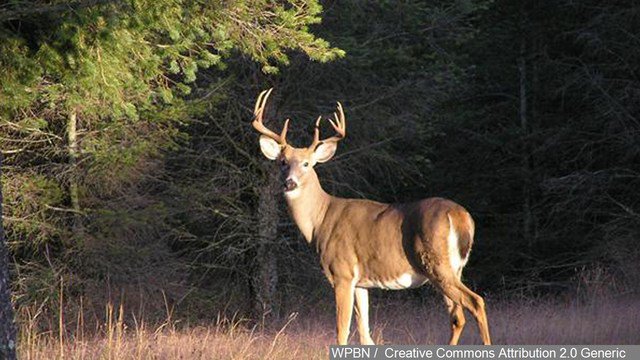 620wtmj's tweet image. .@janematenaer&apos;s #FunBlog - hunting, fishing &amp;amp; taxidermy - Oh My! on.wtmj.com/1VSSi6h