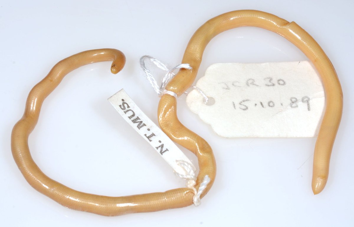 AustmusResearch's tweet photo. A new species of Australian blind snake discovered. AMRI's Glenn Shae explains.
https://t.co/oFltdhWGSg https://t.co/Icm5yMrey7