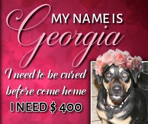 youcaring.com/laura-briggs-d… 
PLEASE #help US get our #Dog #Home to #Canada ! #Georgia 1y/o has #heartworm needs #CURE