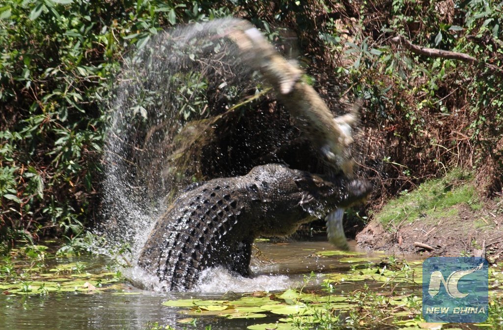 XHNews's tweet photo. Clogging waterways, Australia asks locals for help to relocate excess crocodiles https://t.co/lQ7dnOISDf (AFP pic) https://t.co/W1gXhYXVl4