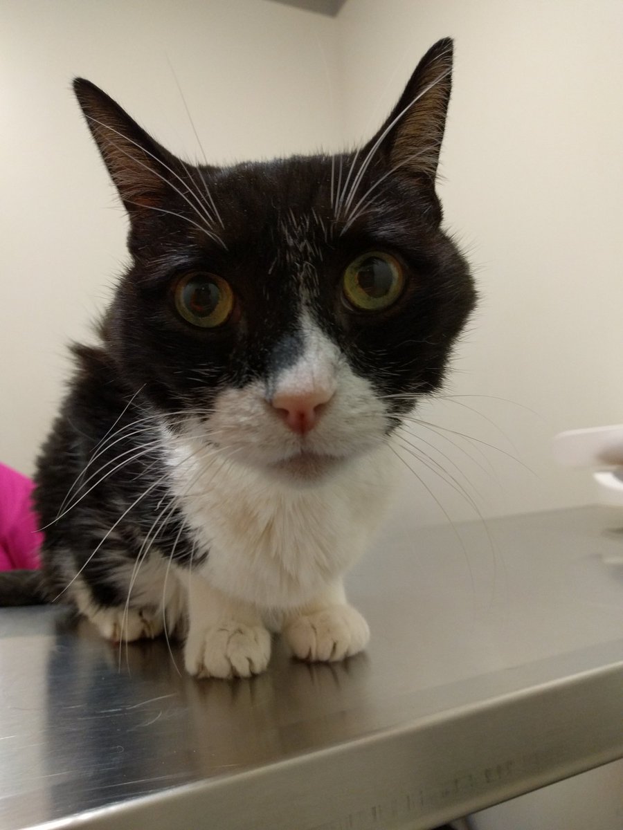 Guess_the_Cat's tweet photo. I hate this table... smells kinda weird
@NorCalVets https://t.co/9Grzlz78So