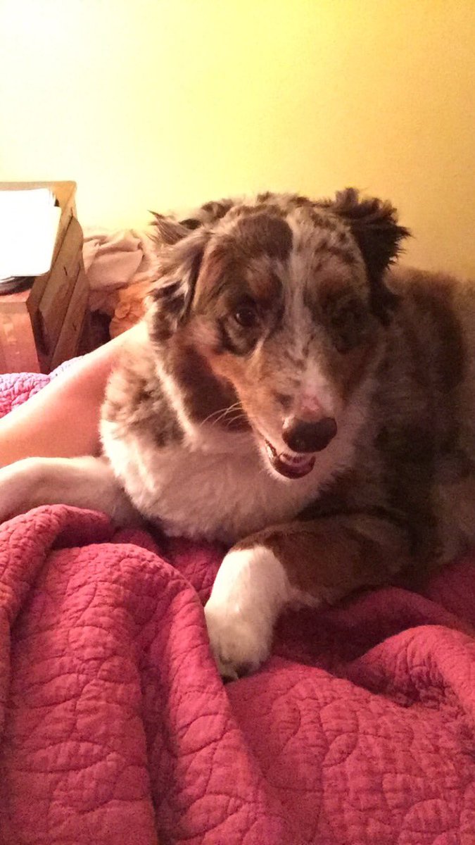 augalishous's tweet photo. Did someone say Scooby snacks?? https://t.co/686IIqTQTz