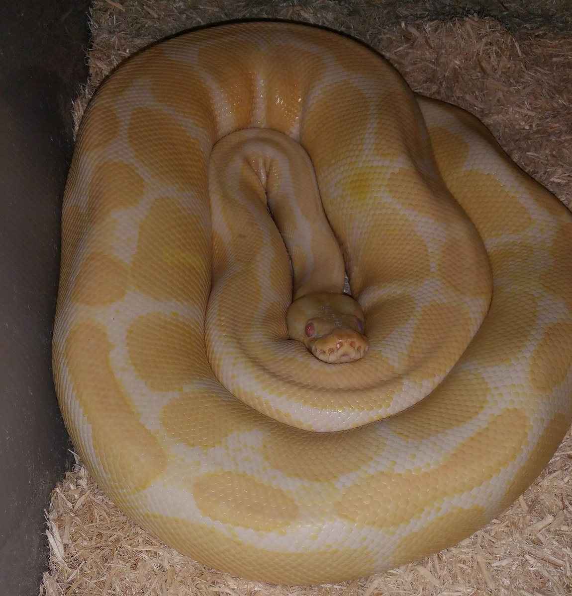 Znakes_Co's tweet image. #Albinoballpython #Albino #Ballpython #Snake #Znakes #Znakes_Co