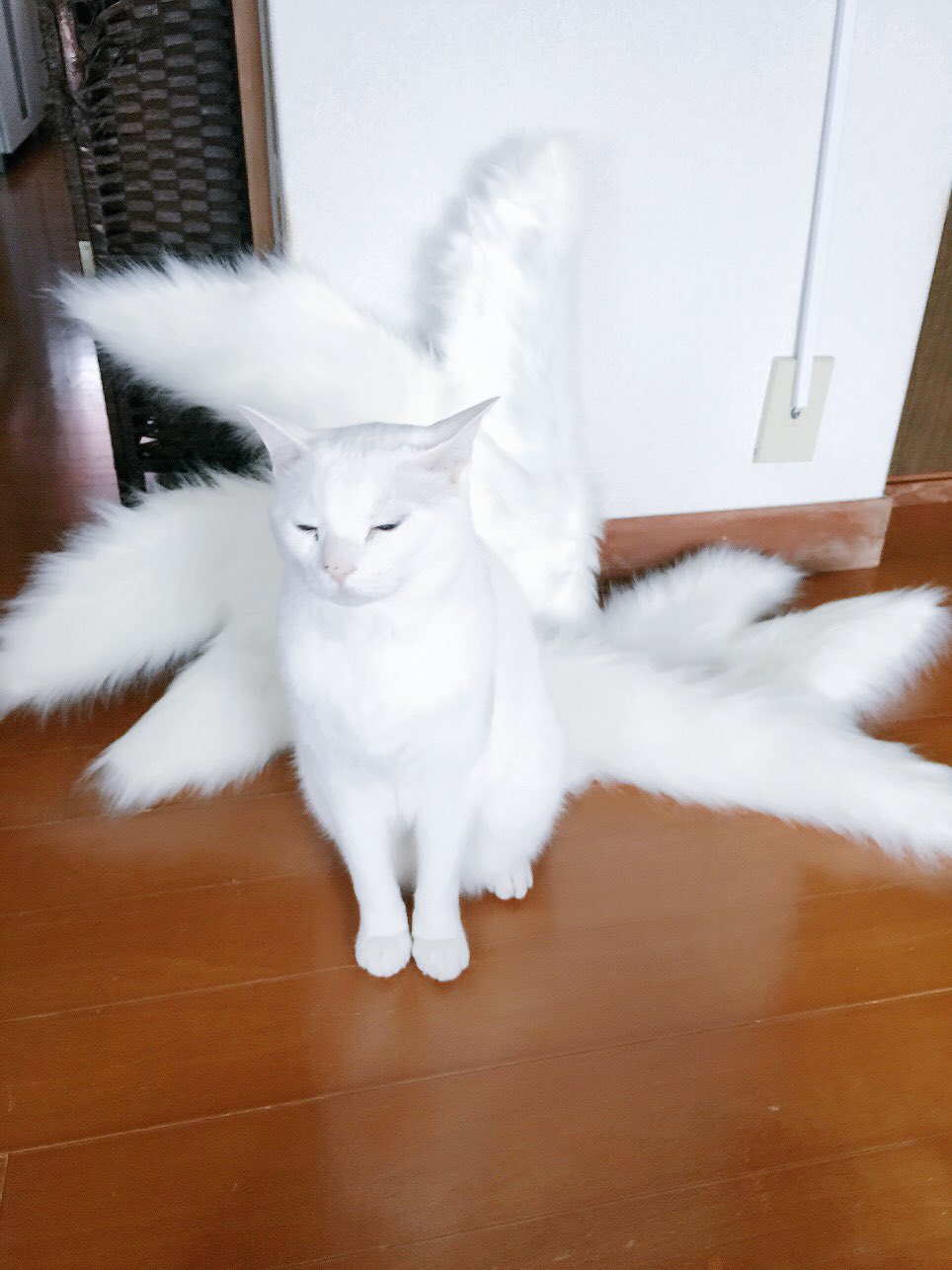 Amazon.co.jp: 九尾の猫〔新訳版〕 (ハヤカワ・ミステリ文庫 ク