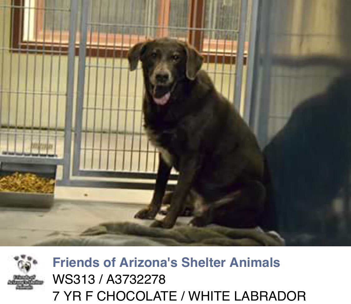89 on #AZ KILL list for tomorrow 3/4!NEED #foster &amp; #rescue HELP!PLS RT #adopt 4 #gilbert23 m.facebook.com/FriendsOfArizo…