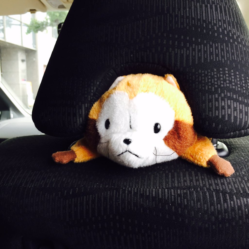 Rascal_koke's tweet image. はじめまして！こけちゃんっていいます！よろしくね😊