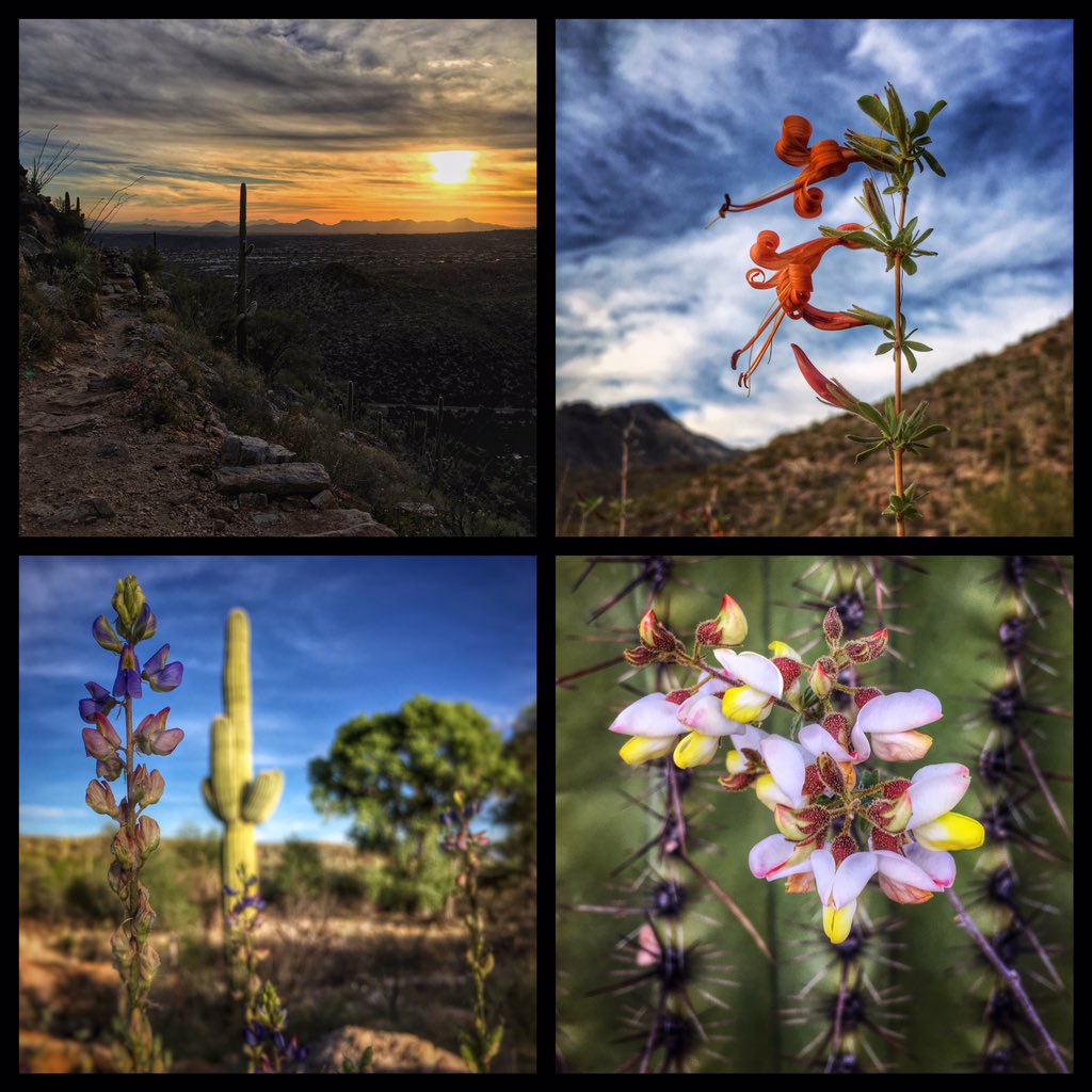 Allophile's tweet photo. #azwildflowerwatch—from the #PhonelineTrail tonight...@runtagit @VisitTucsonAZ @SabinoCanyonAZ @dbgtweet https://t.co/PoAuir6jnX